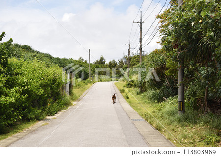 Kerama deer that live on Aka Island Kerama deer that live on Aka Island 113803969