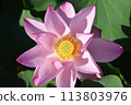 Lotus flowers in full bloom　 113803976