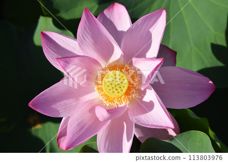Lotus flowers in full bloom　 113803976