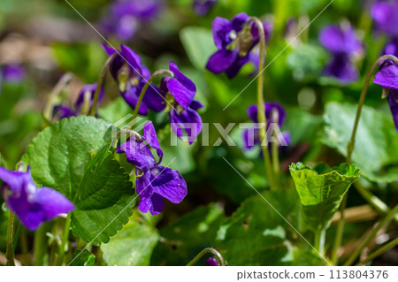 Viola odorata. Scent-scented. Violet flower forest blooming in spring. The first spring flower, purple. Wild violets in nature 113804376