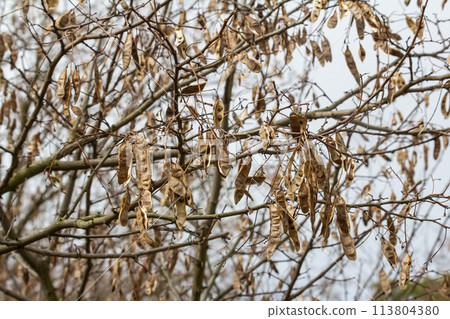 Close up of a brown color 'Robinia pseudoacacia' seed pod against a bright nature background 113804380