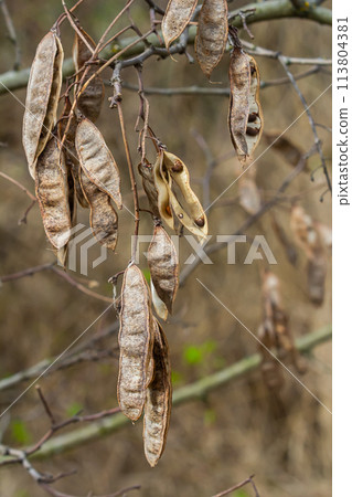 Close up of a brown color 'Robinia pseudoacacia' seed pod against a bright nature background Close up of a brown color 'Robinia pseudoacacia' seed pod against a bright nature background 113804381