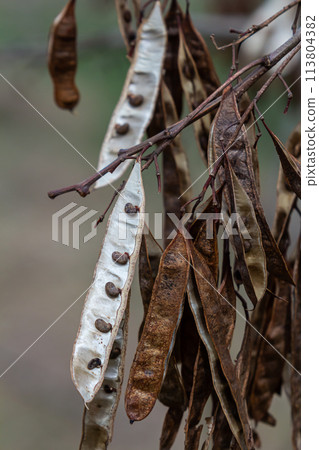 Close up of a brown color 'Robinia pseudoacacia' seed pod against a bright nature background 113804382