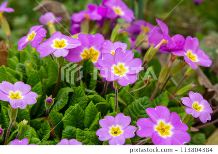 Spring flowers. Blooming primrose or primula flowers in a garden 113804384