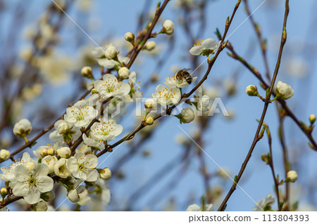 Prunus Cerasifera Blooming white plum tree. White flowers of Prunus Cerasifera 113804393