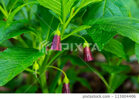 Scopolia carniolica, the European scopolia or henbane bell, is a poisonous plant belonging to the family Solanaceae Scopolia carniolica, the European scopolia or henbane bell, is a poisonous plant belonging to the family Solanaceae 113804406