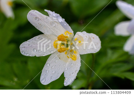 The many white wild flowers in spring forest. Blossom beauty, nature, natural. Sunny summer day, green grass in park. Anemonoides nemorosa The many white wild flowers in spring forest. Blossom beauty, nature, natural. Sunny summer day, green grass in park. Anemonoides nemorosa 113804409