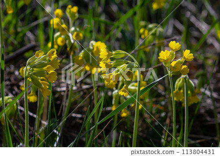Yellow Primula veris cowslip, common cowslip, cowslip primrose on soft green background.Selective focus 113804431