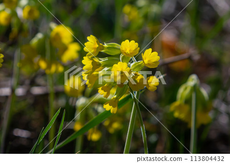 Yellow Primula veris cowslip, common cowslip, cowslip primrose on soft green background.Selective focus Yellow Primula veris cowslip, common cowslip, cowslip primrose on soft green background.Selective focus 113804432