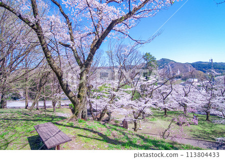 Spring in Katayama Park, Sano City, Tochigi Prefecture 113804433