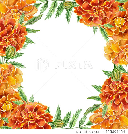 Marigolds watercolor, beautiful frame. Hand drawn illustration isolated on white background. For birthday cards, invitations, day of the dead, labels. 113804434