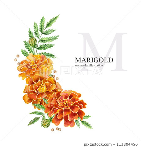 Marigolds watercolor, flowers and leaves. Hand drawn botanical illustration on white background. Birthday cards, wedding invitations, covers, labels. Marigolds watercolor, flowers and leaves. Hand drawn botanical illustration on white background. Birthday cards, wedding invitations, covers, labels. 113804450