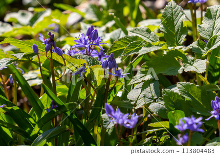 Scilla bifolia, the alpine squill or two-leaf squill, is a herbaceous perennial plant of the family Asparagaceae. Art photo of the early flowering plant Scilla bifolia, the alpine squill 113804483