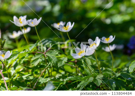 The many white wild flowers in spring forest. Blossom beauty, nature, natural. Sunny summer day, green grass in park. Anemonoides nemorosa The many white wild flowers in spring forest. Blossom beauty, nature, natural. Sunny summer day, green grass in park. Anemonoides nemorosa 113804484