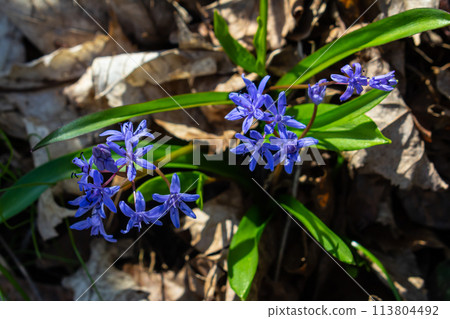 Scilla bifolia, the alpine squill or two-leaf squill, is a herbaceous perennial plant of the family Asparagaceae. Art photo of the early flowering plant Scilla bifolia, the alpine squill 113804492