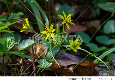 Early spring plant Gagea lutea blooms in the wild in the woods Early spring plant Gagea lutea blooms in the wild in the woods 113804494