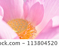 Lotus flower close-up 113804520