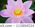 Lotus flowers in full bloom　 113804524