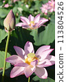 Lotus flowers and buds 113804526
