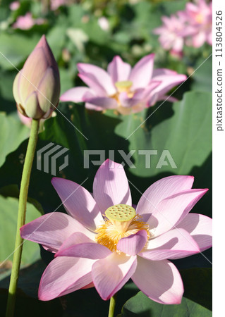 蓮花和芽 113804526