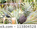 Pineapple before harvest 113804528