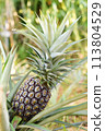 Pineapple before harvest 113804529
