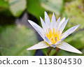 Beautifully blooming water lilies 113804530
