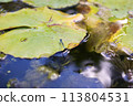 A damselfly resting on a water lily leaf 113804531