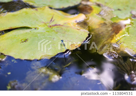 A damselfly resting on a water lily leaf A damselfly resting on a water lily leaf 113804531