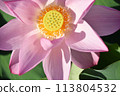 Full lotus flower 113804532