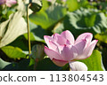 A lotus flower taken from the side 113804543