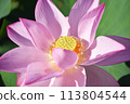 Lotus flowers in full bloom　 113804544