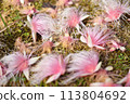A fallen barringtonia on the ground 113804692