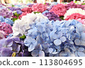 Screen full of hydrangea 113804695