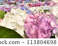 Hydrangea in full bloom 113804698