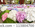 Many hydrangeas floating in the Chozuya 113804700