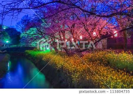 栃木縣宇都宮市宇都宮城跡公園的河津櫻花和白玉蘭 栃木縣宇都宮市宇都宮城跡公園的河津櫻花和白玉蘭 113804735