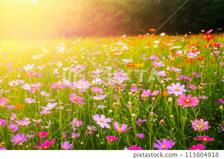 Cosmos illuminated by the sunset 113804918