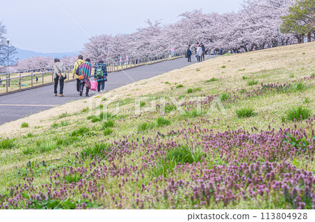 This is the row of cherry blossom trees at Yuyu Park in Sakura City, Tochigi Prefecture. 113804928