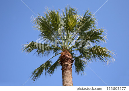 View of magnificent palm leaves against a blue sky in Caesrea, Israel 113805277