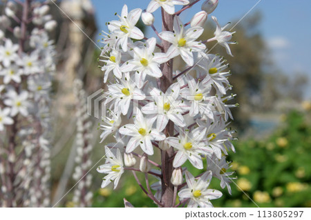 White Squill, growing wild in a Mediterranean garden in Jaffa, Israel 113805297