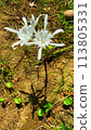 Beach spider lily with white flowers growing in the yard of the house 113805331
