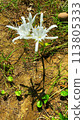 Beach spider lily with white flowers growing in the yard of the house 113805333