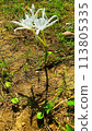Beach spider lily with white flowers growing in the yard of the house 113805335