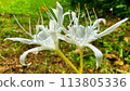 Beach spider lily with white flowers growing in the yard of the house 113805336