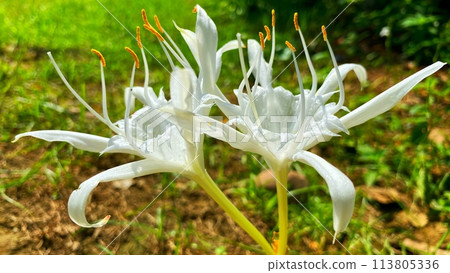 Beach spider lily with white flowers growing in the yard of the house 113805336