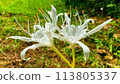 Beach spider lily with white flowers growing in the yard of the house 113805337