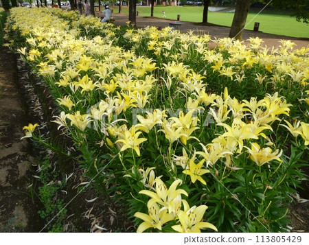 深谷百合綠色公園(埼玉縣深谷市) 深谷百合綠色公園(埼玉縣深谷市) 113805429
