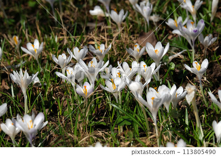 Meadow full of crocus in early spring 113805490