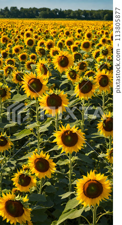 Sunflower field in full bloom under a clear summer sky. Minimalist nature theme Sunflower field in full bloom under a clear summer sky. Minimalist nature theme 113805877
